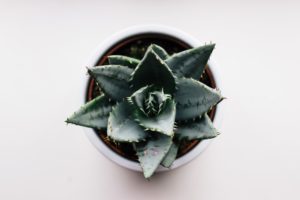 Top view of succulent on white background.